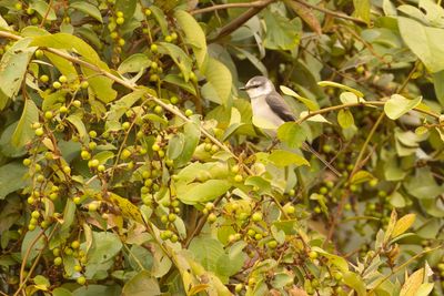 Swinhoe's Minivet (Pericrocotus cantonensis)