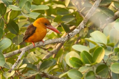 Brown-winged Kingfisher (Pelargopsis amauroptera)