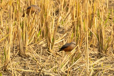 Chestnut-tailed Starling (Sturnia malabarica)