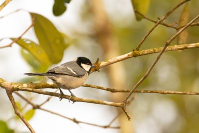 Cinereous Tit (Parus cinereus)