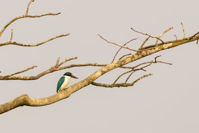 Collared Kingfisher (Todiramphus chloris)