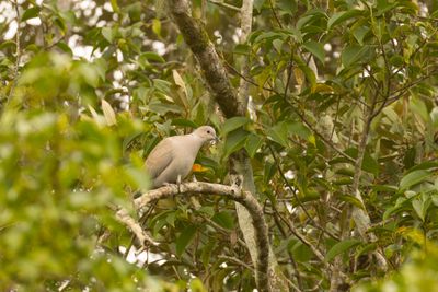 Eurasian Collared Dove (Streptopelia decaocto)