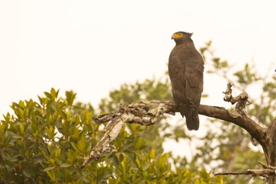 Crested Serpent Eagle (Spilornis cheela)