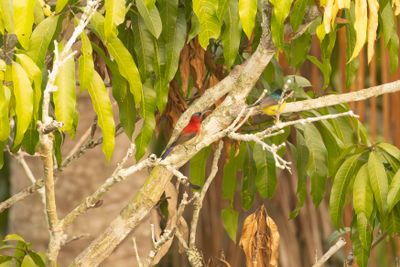 Crimson Sunbird (Aethopyga siparaja)