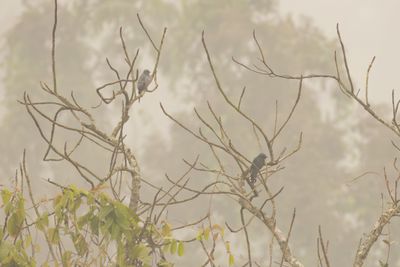Black-winged Cuckooshrike (Lalage melaschistos)
