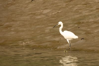 Little Egret (Egretta garzetta)