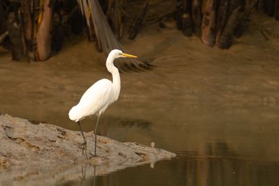 Great Egret (Ardea alba)