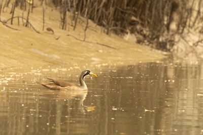 Masked Finfoot (Heliopais personatus)