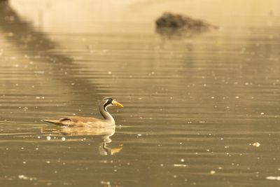 Masked Finfoot (Heliopais personatus)