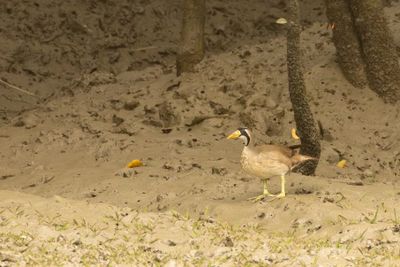 Masked Finfoot (Heliopais personatus)
