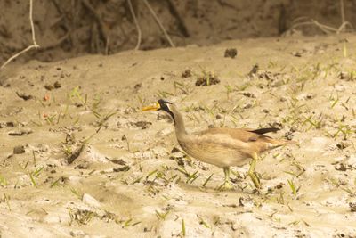Masked Finfoot (Heliopais personatus)