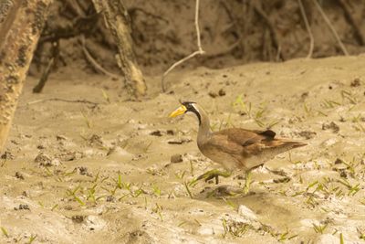 Masked Finfoot (Heliopais personatus)