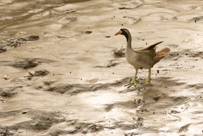 Masked Finfoot (Heliopais personatus)