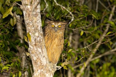 Buffy Fish Owl (Ketupa ketupu)