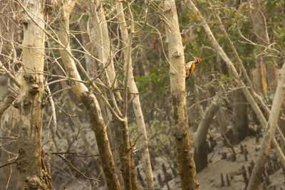 Greater Flameback (Chrysocolaptes guttacristatus)
