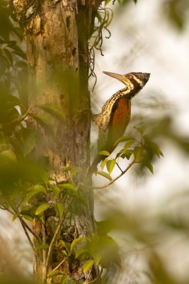 Greater Flameback (Chrysocolaptes guttacristatus)