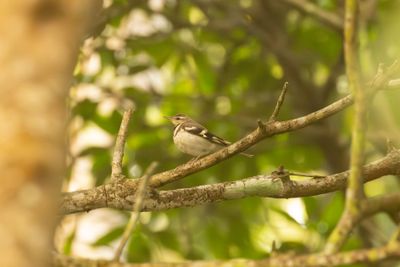 Forest Wagtail	(Dendronanthus indicus)