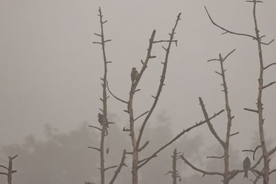 Grey-headed Woodpecker (Picus canus)