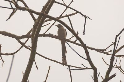 Grey Treepie (Dendrocitta formosae)