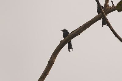 Hair-crested Drongo (Dicrurus hottentottus)