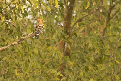 Hoopoes