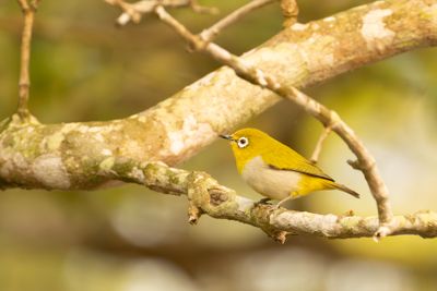 Indian White-eye (Zosterops palpebrosus)