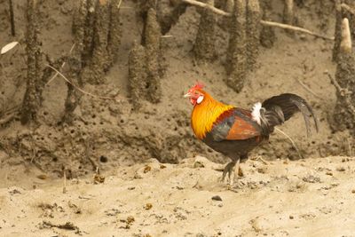 Pheasants & Allies