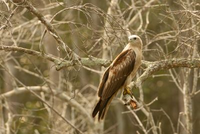 Brahminy Kite	(Haliastur indus)
