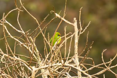 Leafbirds