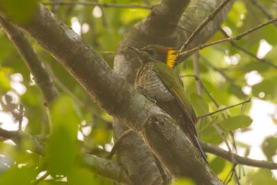 Lesser Yellownape (Picus chlorolophus)