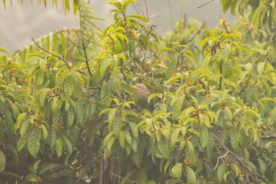Asian Barbets