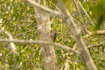 Grey-capped Pygmy Woodpecker (Yungipicus canicapillus)