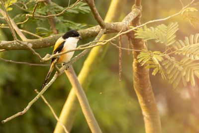 Long-tailed Shrike (Lanius schach)