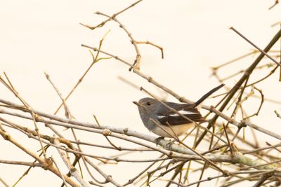 Oriental Magpie-Robin (Copsychus saularis)