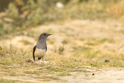 Oriental Magpie-Robin (Copsychus saularis)