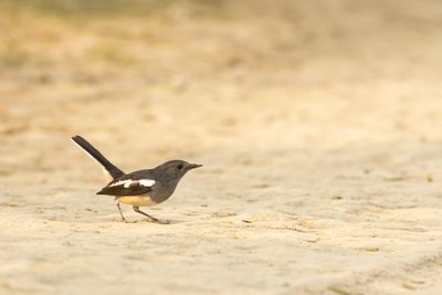Oriental Magpie-Robin (Copsychus saularis)