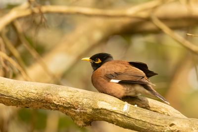 Common Myna (Acridotheres tristis)