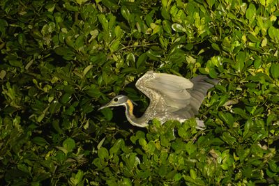 White-eared Night Heron (Oroanassa magnifica)