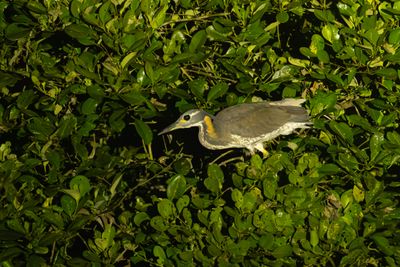 White-eared Night Heron (Oroanassa magnifica)