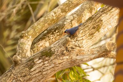 Velvet-fronted Nuthatch (Sitta frontalis)