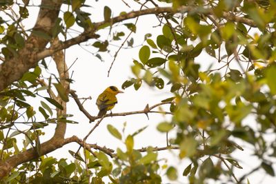 Figbirds, Orioles, Turnagra