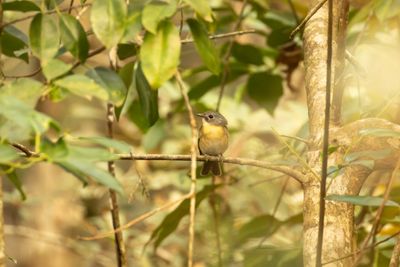 Pale-chinned Flycatcher	(Cyornis poliogenys)