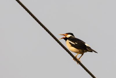 Indian Pied Myna (Gracupica contra)