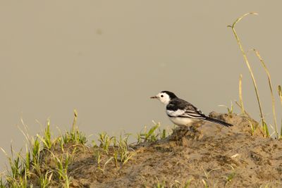 White Wagtail (Motacilla alba)