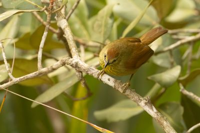 Pin-striped Tit-Babbler (Mixornis gularis)