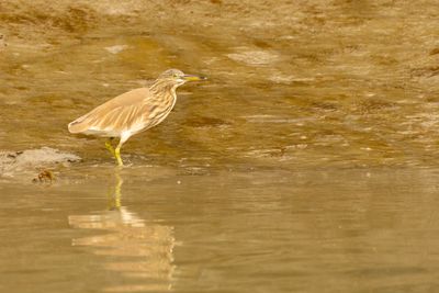 Indian Pond Heron (Ardeola grayii)