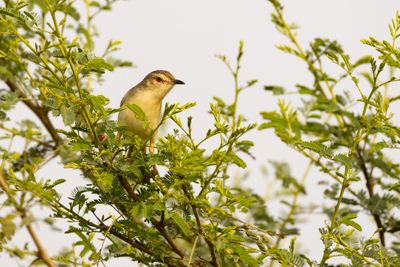 Plain Prinia (Prinia inornata)
