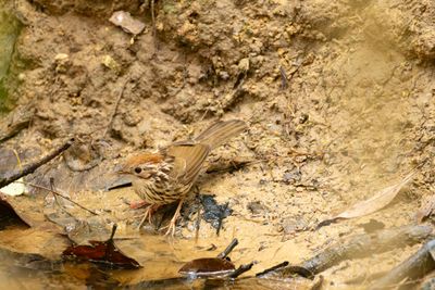 Ground Babblers