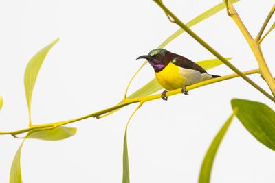 Purple-rumped Sunbird (Leptocoma zeylonica)