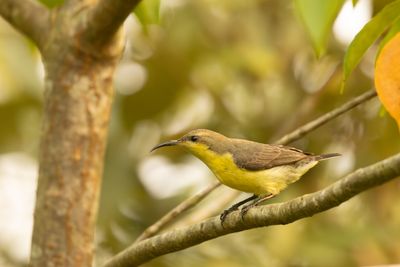 Purple Sunbird (Cinnyris asiaticus)